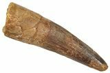 Fossil Spinosaurus Tooth - Real Fossil Tooth #372904-1